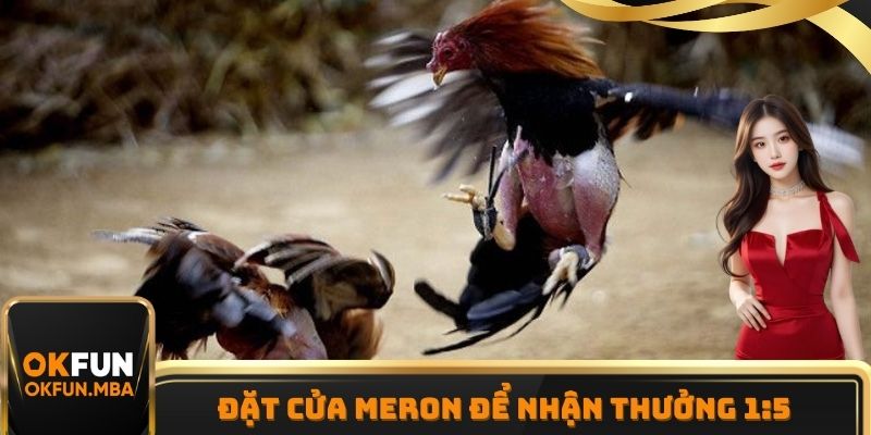Meron với tỷ lệ thưởng cao trong trận đá gà cựa dao