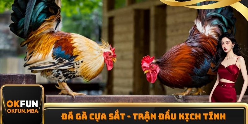 Đá Gà Cựa Sắt - Trận Đấu Kịch Tính Có Trong Nhà Cái OKFUN