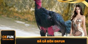 Đá Gà Đòn OKFUN - Trận Chiến Mạnh Mẽ Giành Lấy Chiến Thắng