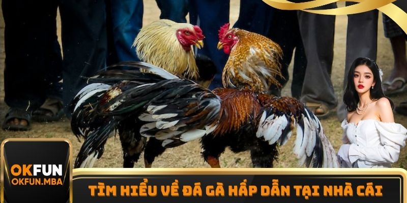 Tham gia cá độ đá gà OKFUN với trải nghiệm ấn tượng
