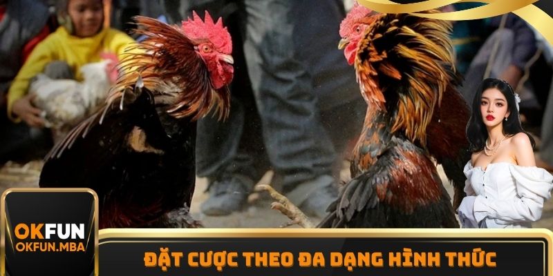 Dự đoán kết quả trong đá gà OKFUN