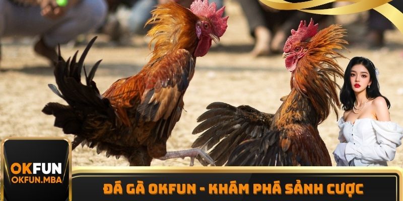 Đá Gà OKFUN - Khám Phá Sảnh Cược Hấp Dẫn Top Đầu Nhà Cái