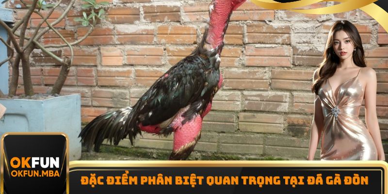 Đặc điểm phân biệt quan trọng tại đá gà đòn Đặc điểm phân biệt quan trọng tại đá gà đòn