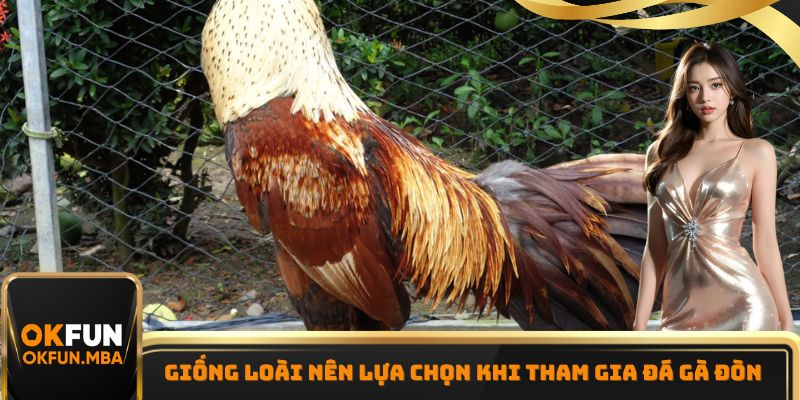 Giống loài nên lựa chọn khi tham gia đá gà đòn Giống loài nên lựa chọn khi tham gia đá gà đòn